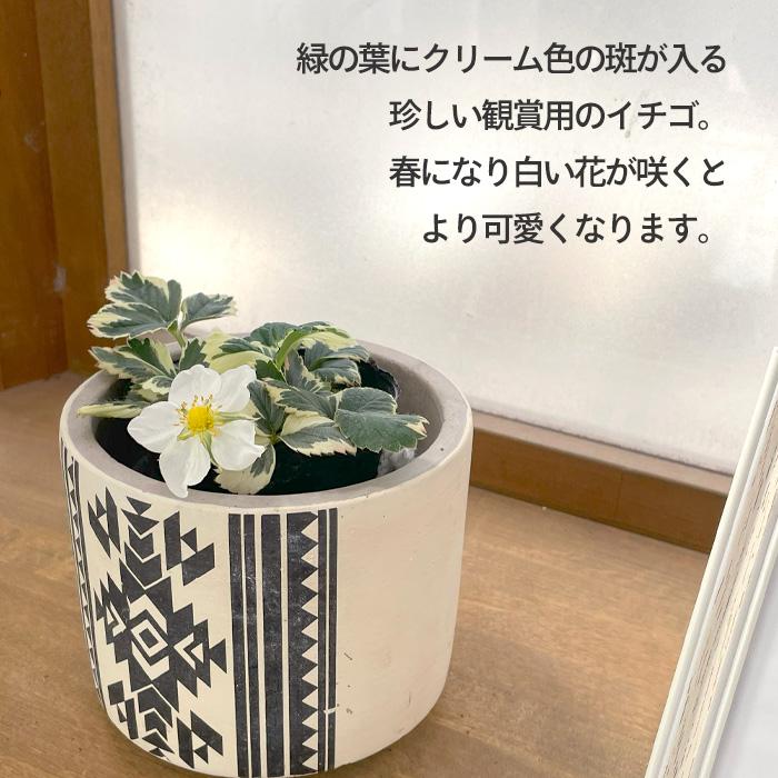 日本花キ流通 予約販売 マーブルストロベリー 苗 9cmポット 斑入り