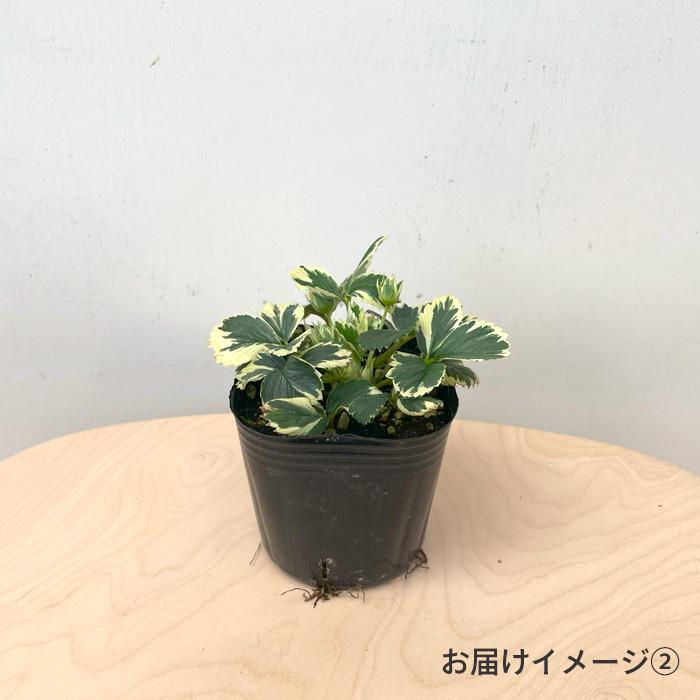 日本花キ流通 マーブルストロベリー 苗 9cmポット 斑入りイチゴ いちご