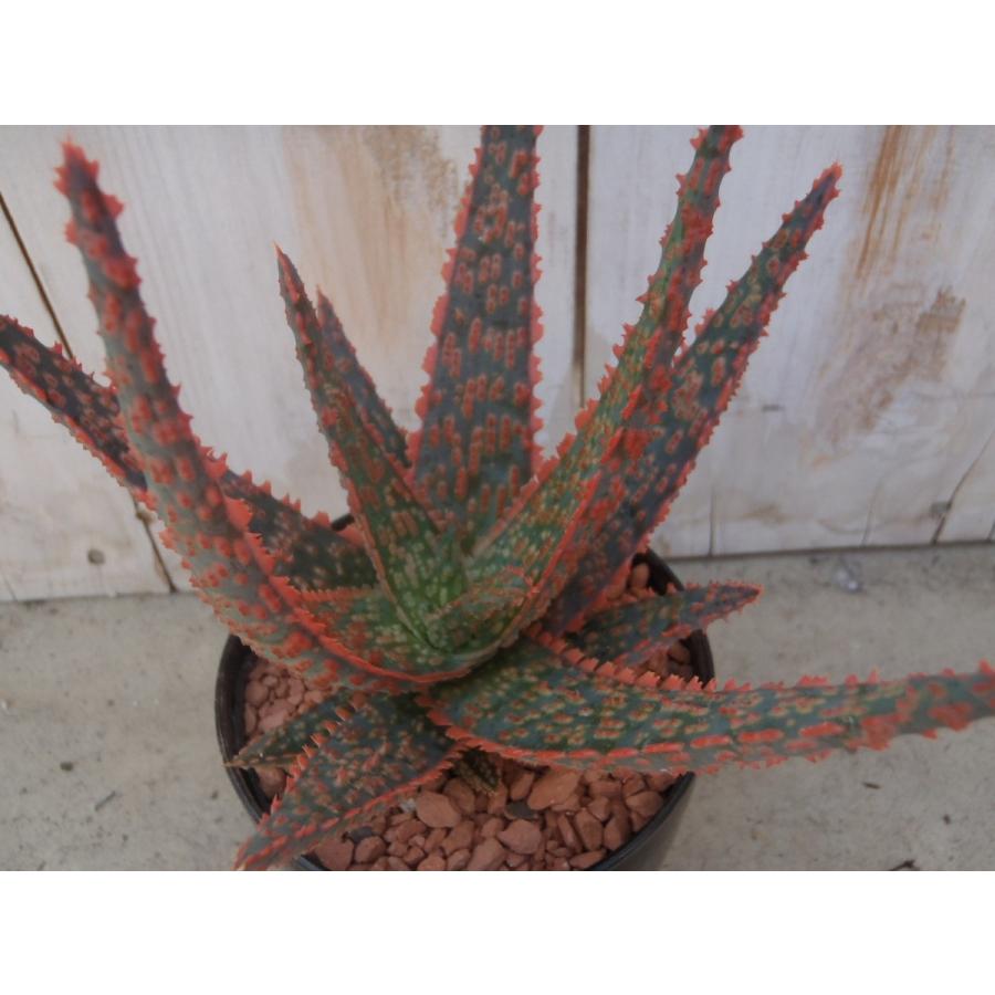 多肉植物 Sd珍しい アロエ フラミンゴ 多肉植物 ミニ観葉植物 フラワーネット日本花キ流通 通販 Yahoo ショッピング