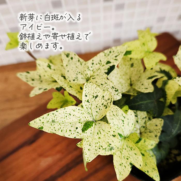 日本花キ流通 観葉植物 ヘデラ 白雪姫 白い葉っぱが魅力的な