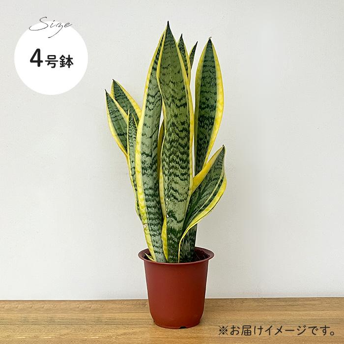 日本花キ流通 観葉植物 サンスベリア・ローレンチ 4号鉢 マイナス