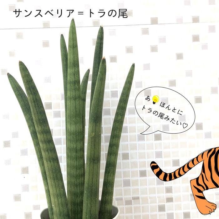 マイナスイオンであなたに癒しを サンスベリア スタッキー 観葉植物 4号鉢 トラの尾 送料込