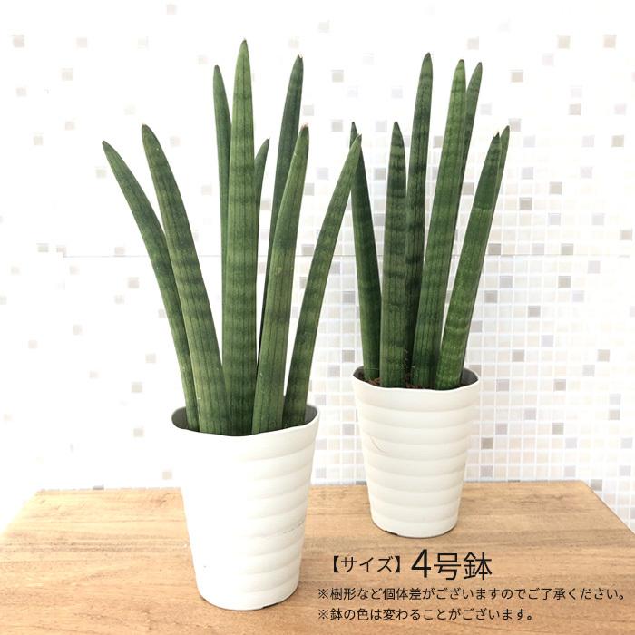 サンスベリア スタッキー トラの尾 4号鉢 観葉植物 インテリア おしゃれ フラワーネット日本花キ流通 通販 Yahoo ショッピング