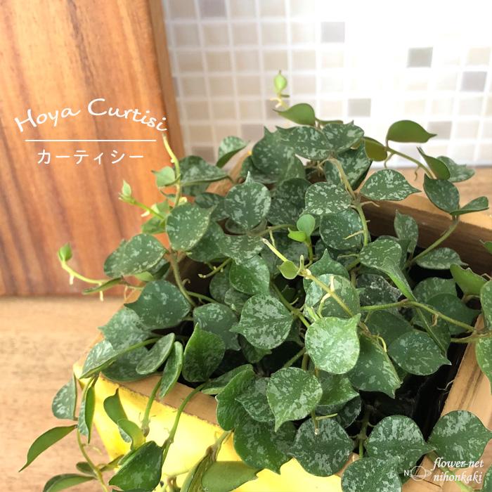 ホヤ カーティシー 9cmポット 観葉植物 インテリア おしゃれ フラワーネット日本花キ流通 通販 Yahoo ショッピング