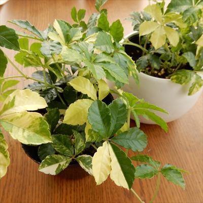 日本花キ流通 観葉植物 希少種 斑入りシュガーバイン 9cmポット つる性