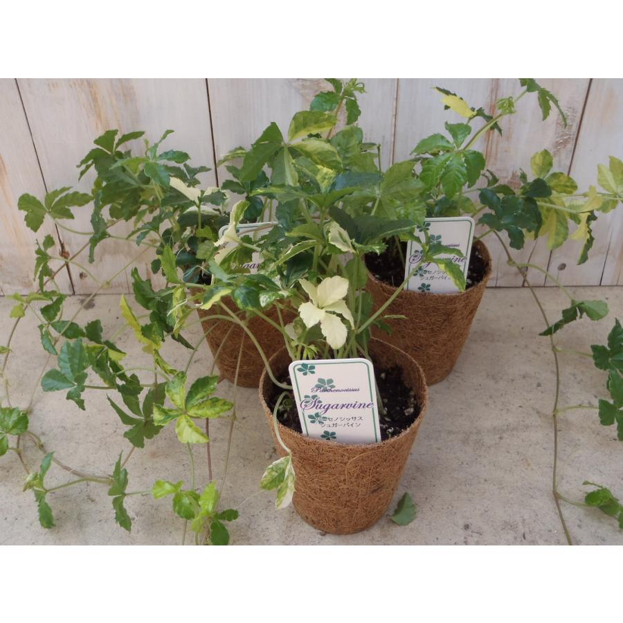 日本花キ流通 観葉植物 希少種 斑入りシュガーバイン 9cmポット つる性