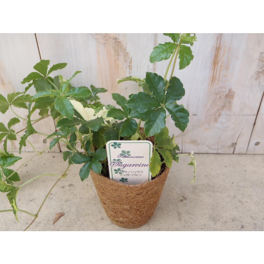 日本花キ流通 観葉植物 希少種 斑入りシュガーバイン 9cmポット つる性