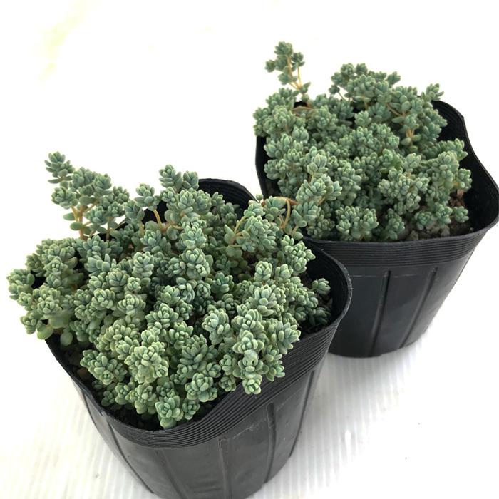 多肉植物　ダシフィルム　抜き苗　セダム セダム ダシフィルム : にじはなPlants - 通販 - Yahoo!ショッピング