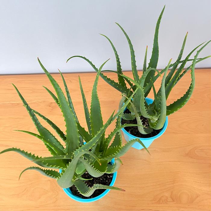 日本花キ流通 観葉植物 キダチアロエ 5号鉢 アロエ 木立アロエ 観葉