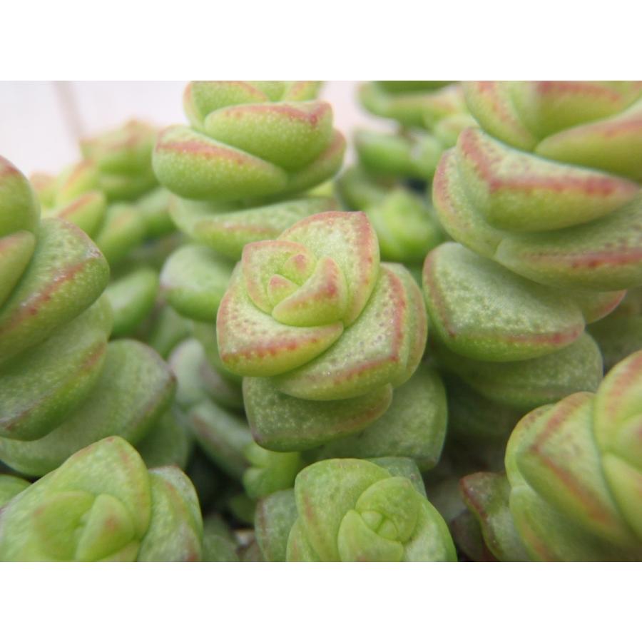 日本花キ流通 多肉植物 irzクラッスラ 舞乙女 マイオトメ 9cm 日本花キ流通 多肉植物 irzクラッスラ 舞乙女 マイオトメ 9cm