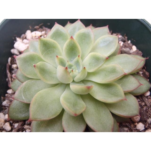 多肉植物 Irzエケベリア 女雛 メビナ 多肉植物 9cmポット フラワーネット日本花キ流通 通販 Yahoo ショッピング