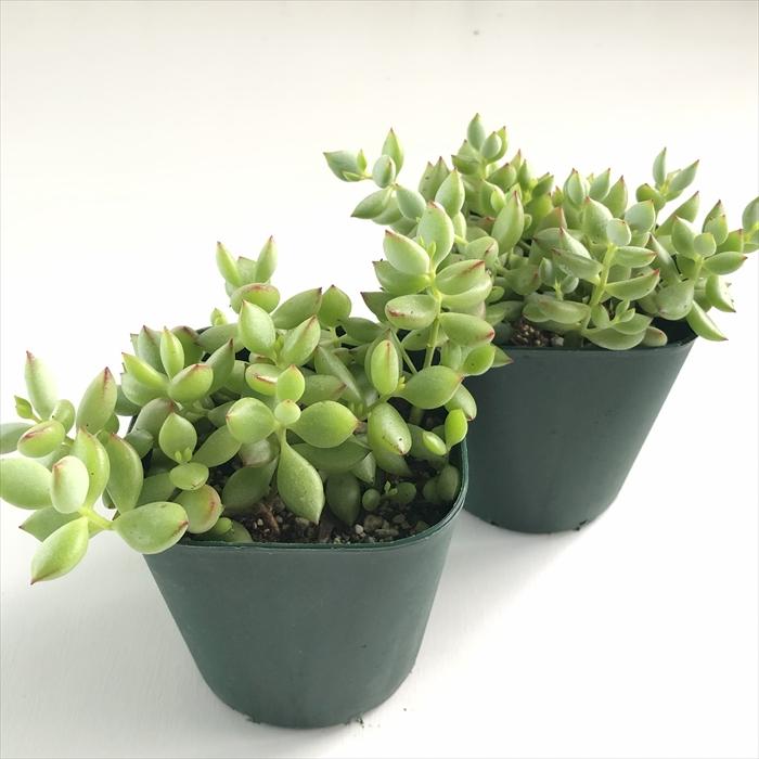 日本花キ流通 多肉植物 caコチレドン ペンデンス 多肉植物 9cmポット