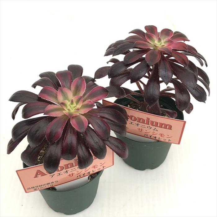 日本花キ流通 多肉植物 希少種 アエオニウム サンシモン バイオレット 