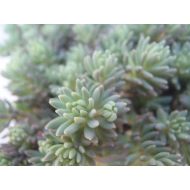 日本花キ流通 多肉植物 seセダム ヒスパニカム プルプレア 9cm