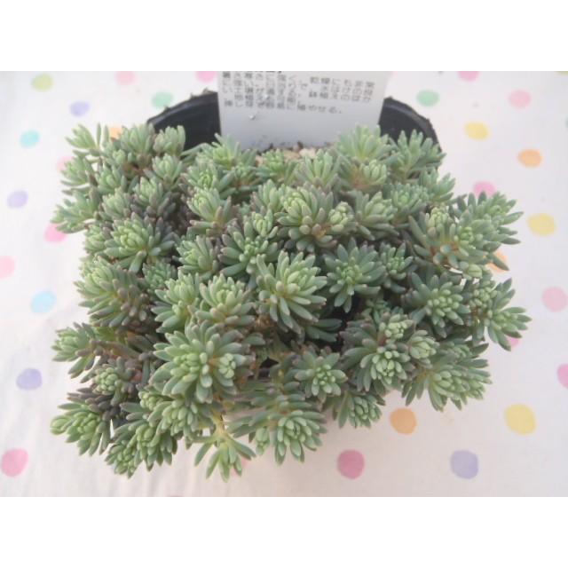 日本花キ流通 多肉植物 seセダム ヒスパニカム プルプレア 9cm