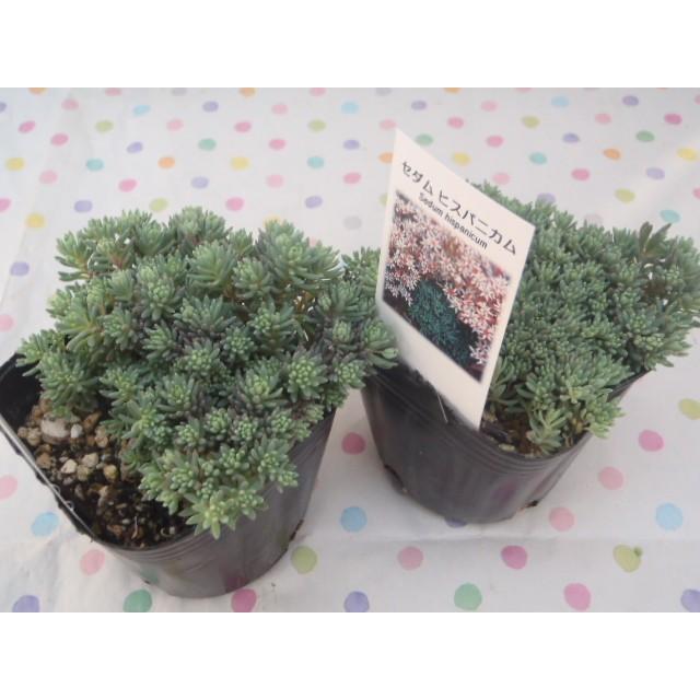 多肉植物　セダム　ヒスパニカムプルプレア　100カット flower-net_10001212