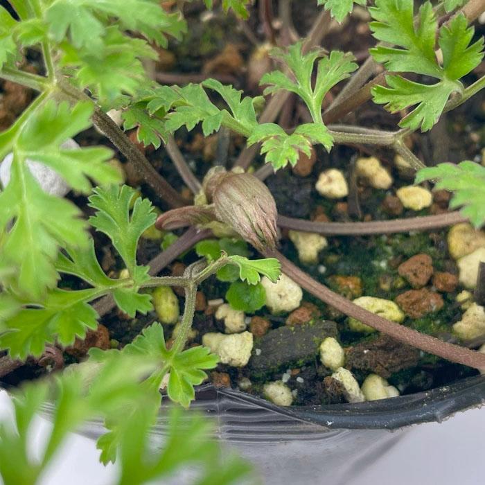 日本花キ流通 予約販売 アネモネ 苗 コロナリアダブル 10.5cmポット