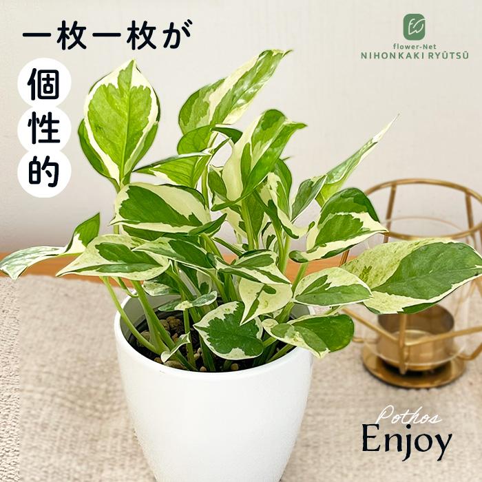 日本花キ流通 観葉植物 ポトス エンジョイ 9cmポット 小型
