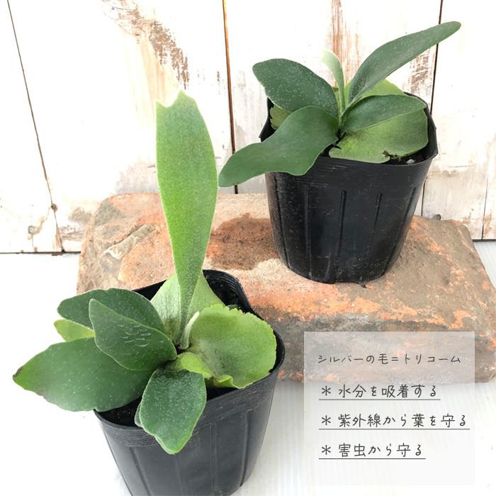 日本花キ流通 観葉植物 コウモリラン ビカクシダ ビフルカツム 日本花キ流通 観葉植物 コウモリラン ビカクシダ ビフルカツム