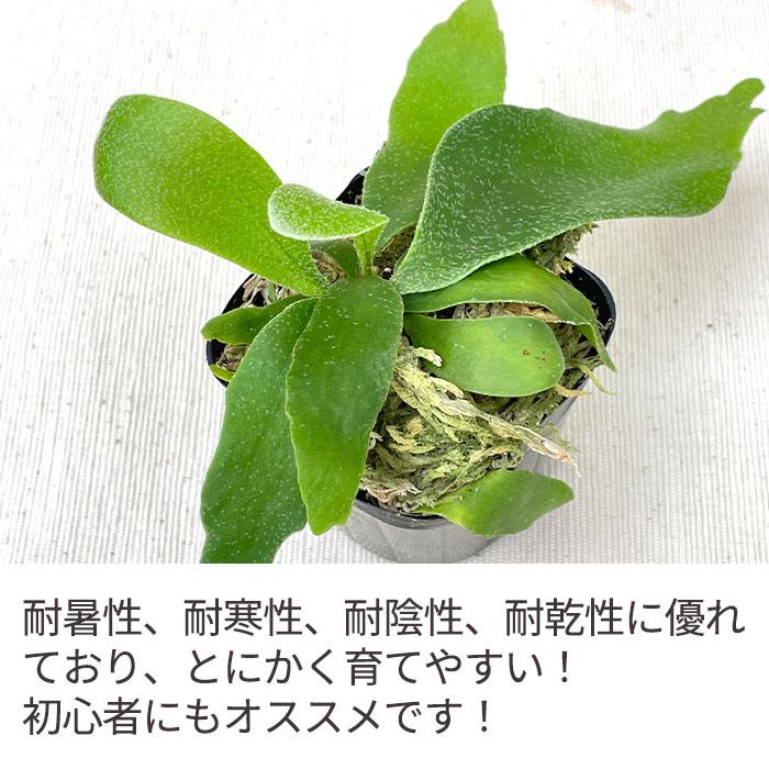 日本花キ流通 観葉植物 コウモリラン ビカクシダ ビフルカツム