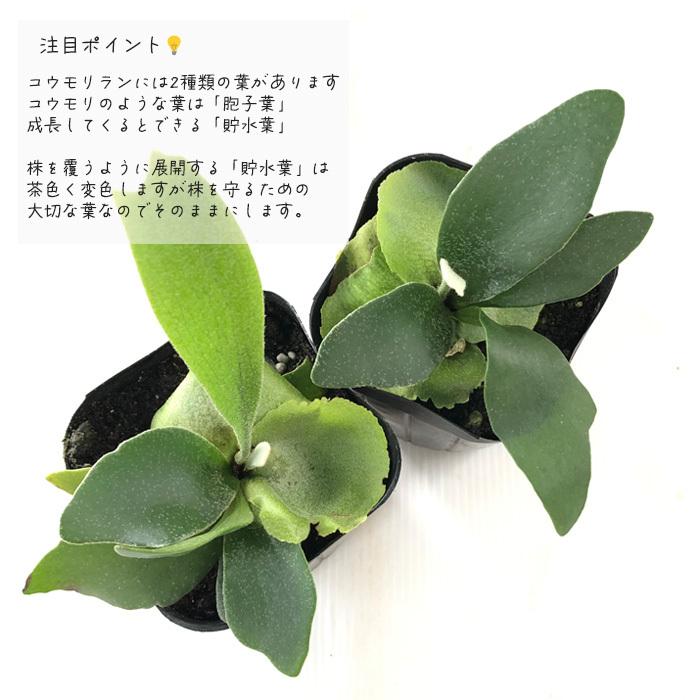 日本花キ流通 観葉植物 コウモリラン ビカクシダ ビフルカツム 日本花キ流通 観葉植物 コウモリラン ビカクシダ ビフルカツム