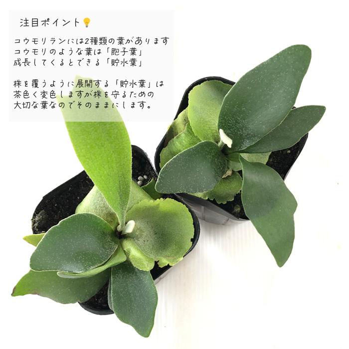 日本花キ流通 観葉植物 コウモリラン ビカクシダ ビフルカツム