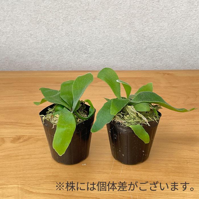 日本花キ流通 観葉植物 コウモリラン ビカクシダ ビフルカツム