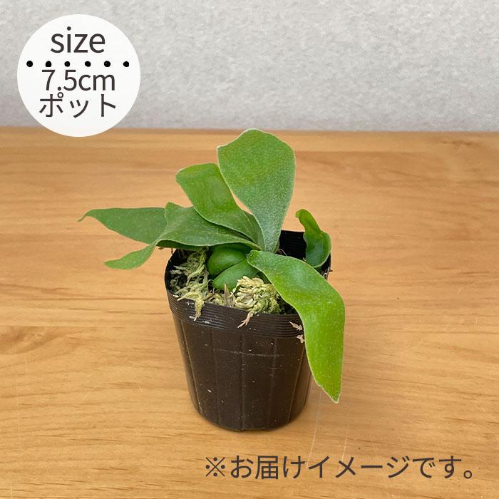 日本花キ流通 観葉植物 コウモリラン ビカクシダ ビフルカツム