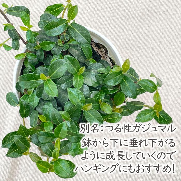 日本花キ流通 観葉植物 cot フィカス シャングリラ つる性ガジュマル