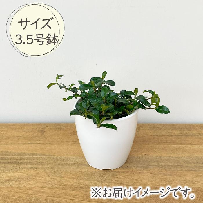 日本花キ流通 観葉植物 cot フィカス シャングリラ つる性ガジュマル