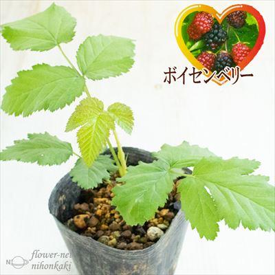 日本花キ流通 ボイセンベリー ボイズンベリー 10.5cmポット ブラック