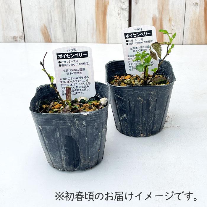 日本花キ流通 ボイセンベリー ボイズンベリー 10.5cmポット ブラック