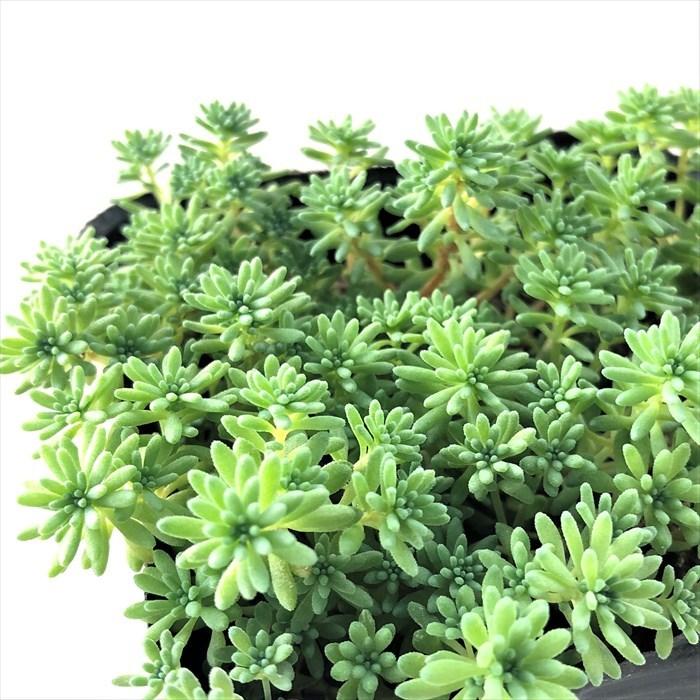 多肉植物 Seセダム パリダム 多肉植物 セダム 9cmポット フラワーネット日本花キ流通 通販 Yahoo ショッピング