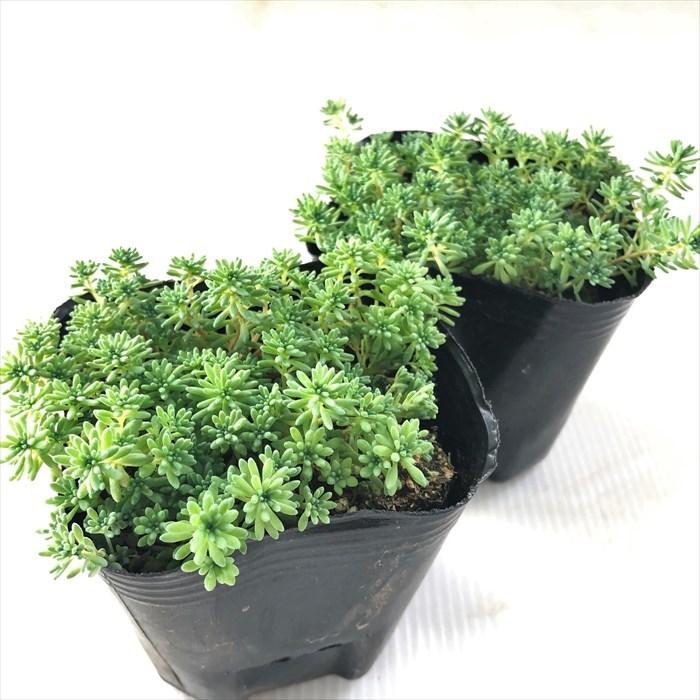日本花キ流通 多肉植物 seセダム パリダム 多肉植物 セダム 9cmポット 
