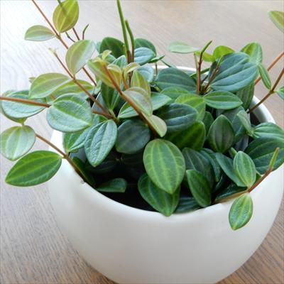 ペペロミア アングラータ 観葉植物 9cmポット フラワーネット日本花キ流通 通販 Yahoo ショッピング