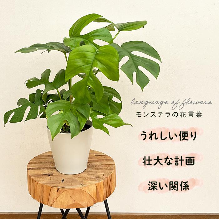 日本花キ流通 観葉植物 姫モンステラ ヒメモンステラ ペルツーサ 5号鉢