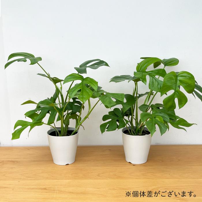 日本花キ流通 予約販売 観葉植物 姫モンステラ ヒメモンステラ