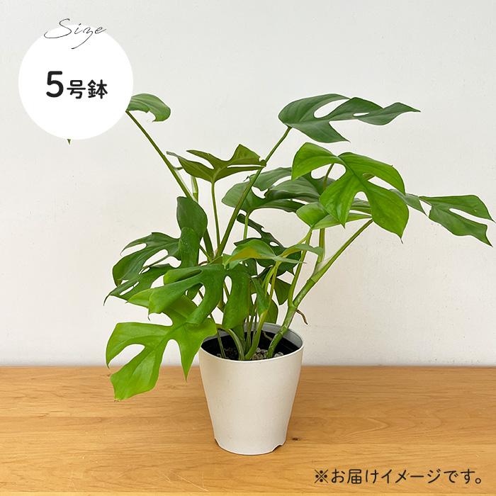 希少♡斑入り♡姫モンステラ♡ペルツーサ♡日本花キ流通 【先行