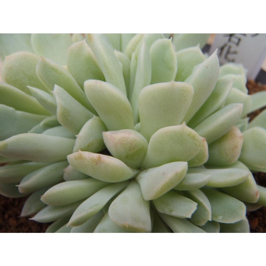 多肉植物 Osエケベリア セクンダ綴化 おもしろ多肉植物 フラワーネット日本花キ流通 通販 Yahoo ショッピング