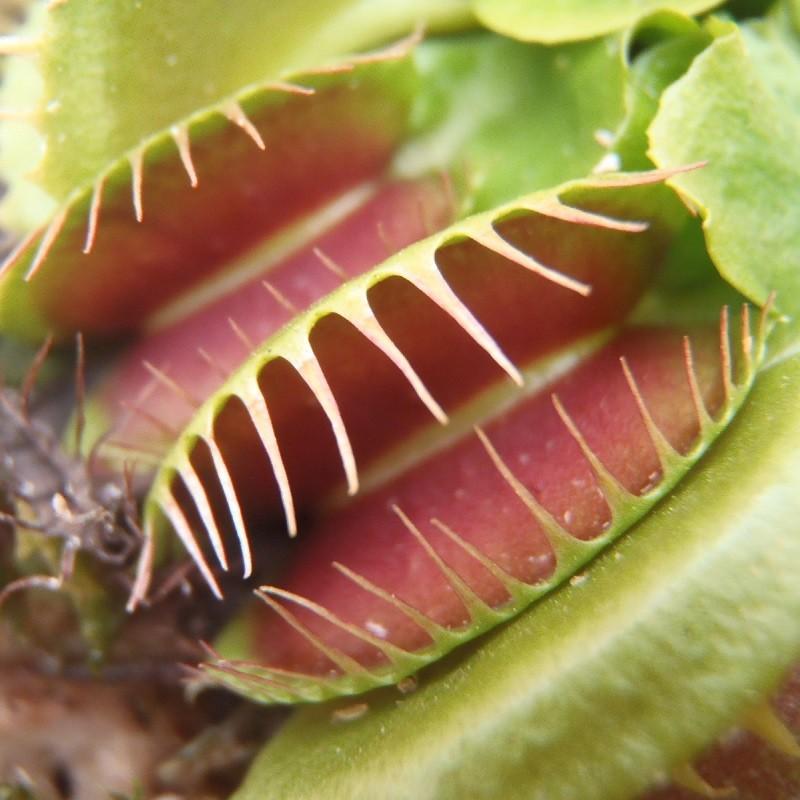 特大食虫植物 品種おまかせハエとり草 ハエトリソウ 3号 水生植物｜flower-net