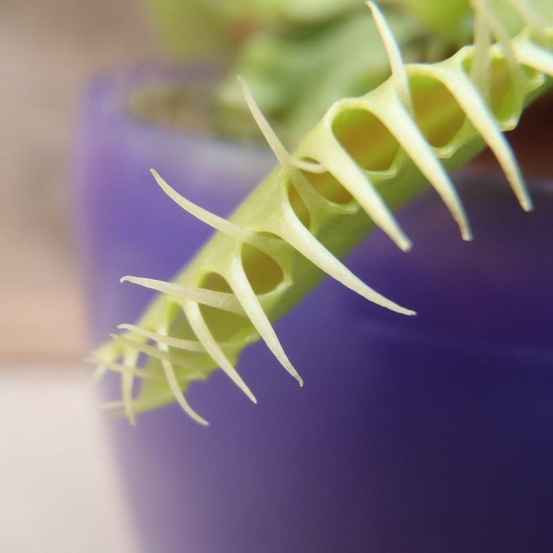 日本花キ流通 特大食虫植物 品種おまかせハエとり草（ハエトリソウ 3.5