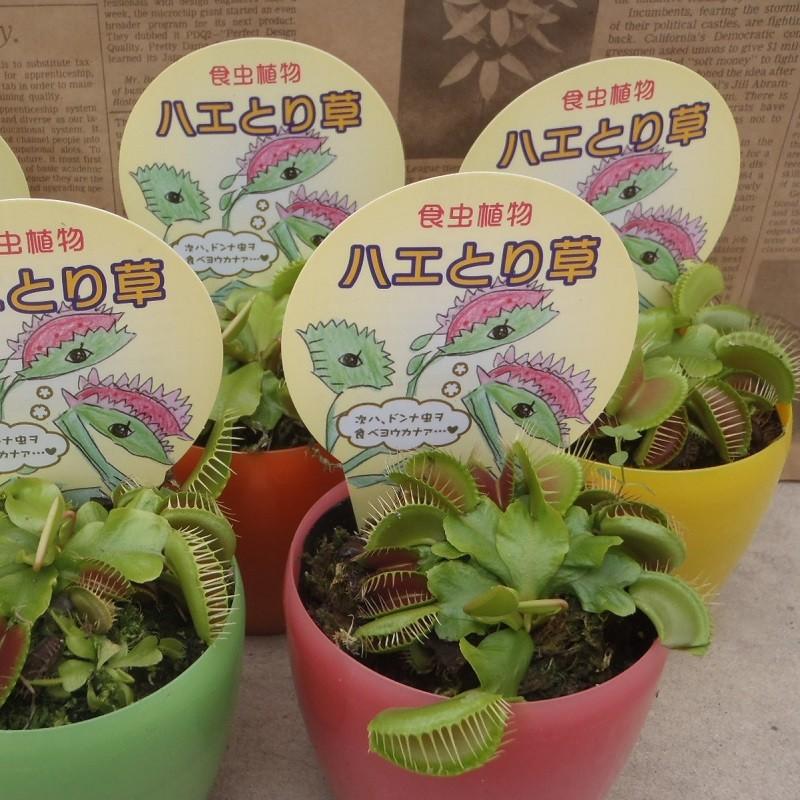 食虫植物　ハエトリソウ　実生選抜 食虫植物 ハエトリソウ 実生選抜 - メルカリ