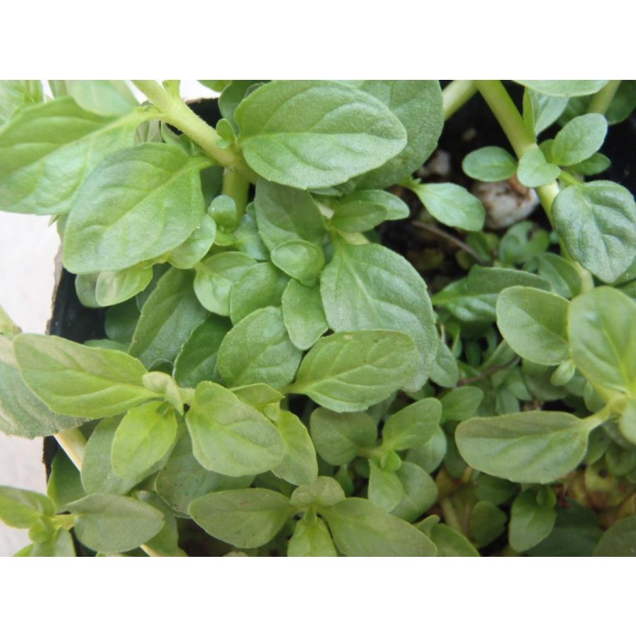 ペニーロイヤルミント ハーブ 虫よけミント 9cmポット フラワーネット日本花キ流通 通販 Yahoo ショッピング