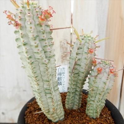 日本花キ流通 多肉植物 osユーフォルビア 白樺麒麟 おもしろ多肉植物