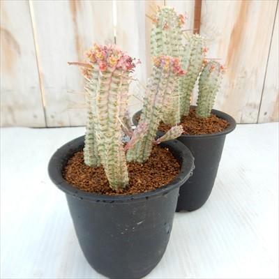 日本花キ流通 多肉植物 osユーフォルビア 白樺麒麟 おもしろ多肉植物