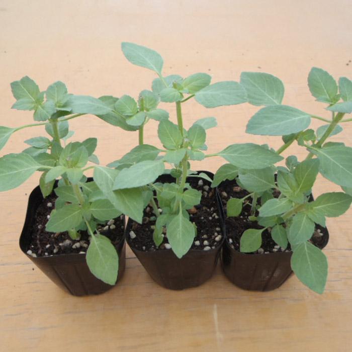 日本花キ流通 予約販売 ホーリーバジル 苗 3個セット 9cmポット