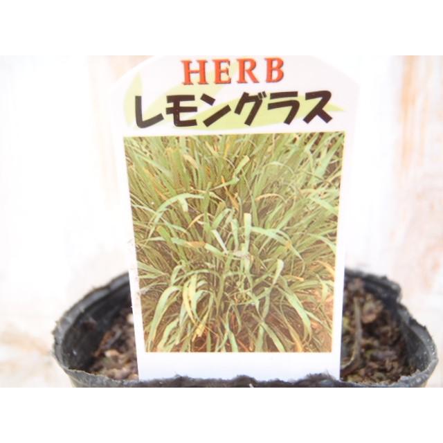 ハーブ レモングラス Herb フラワーネット日本花キ流通 通販 Yahoo ショッピング