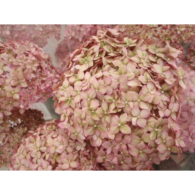 日本花キ流通 アジサイ ピンクアナベル 10.5cmポット ハイドランジア