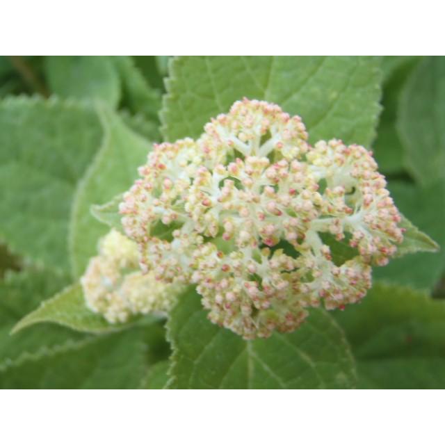 アメリカあじさい ピンクのアナベル ピンクアナベル アジサイ 紫陽花 ポット苗 フラワーネット日本花キ流通 通販 Yahoo ショッピング