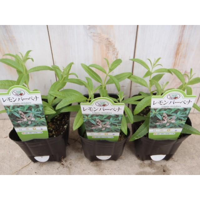 人気のハーブ レモンバーベナ 料理 ハーブティー 香り Herb フラワーネット日本花キ流通 通販 Yahoo ショッピング